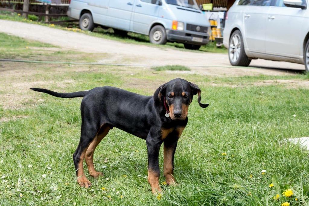 Pensiunea Alexolar Matisesti Dış mekan fotoğraf